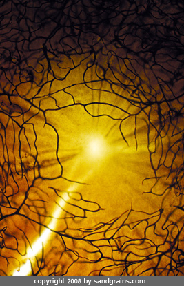 retina under the microscope microscopic retina photography art photo microscopy artwork